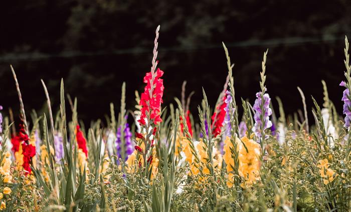 Forage_Gladioli